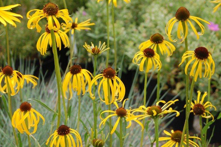 Échinacée étrange