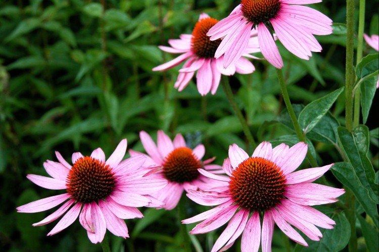 Échinacée - photo