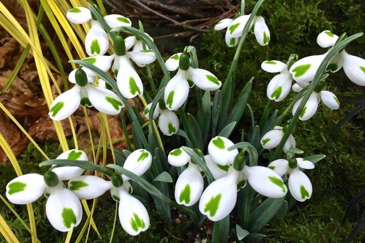 Galanthus - photo