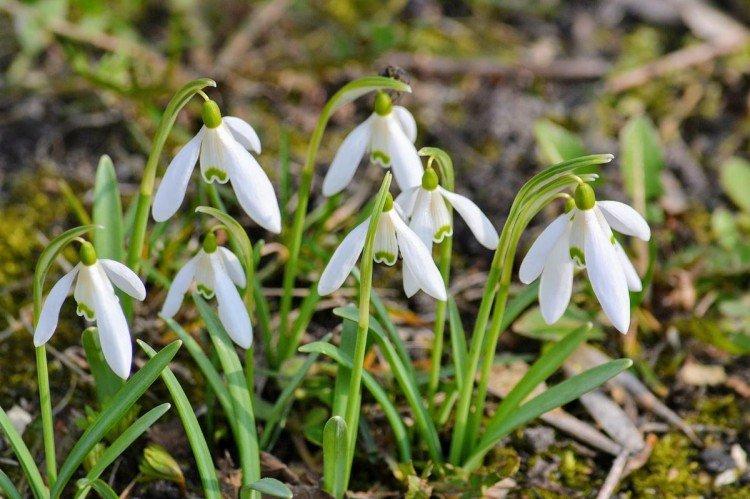 Galanthus - photo