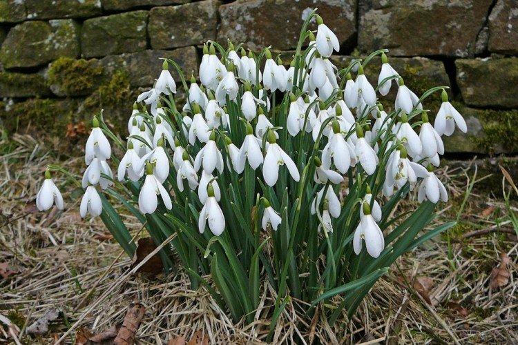 Galanthus blanc comme neige