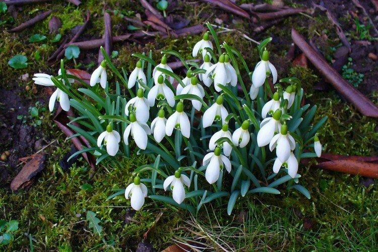 Galanthus - photo