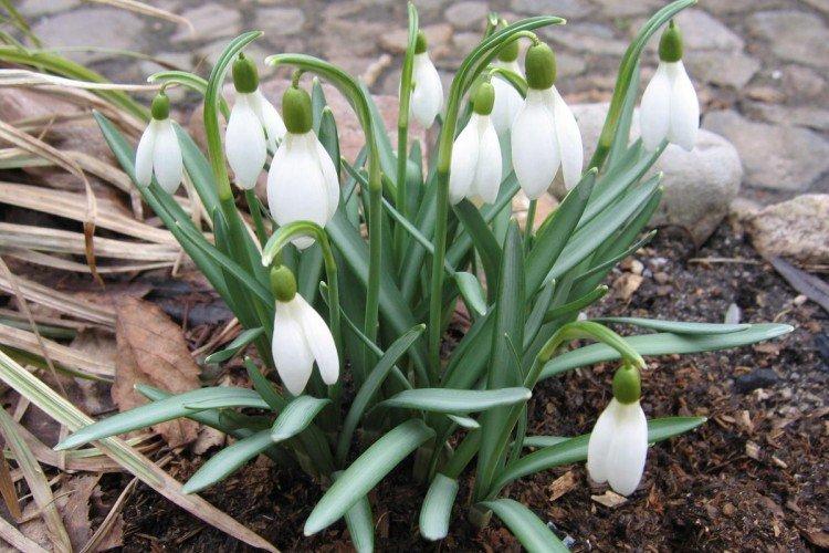 Galanthus - photo