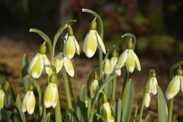 Galanthus - photo