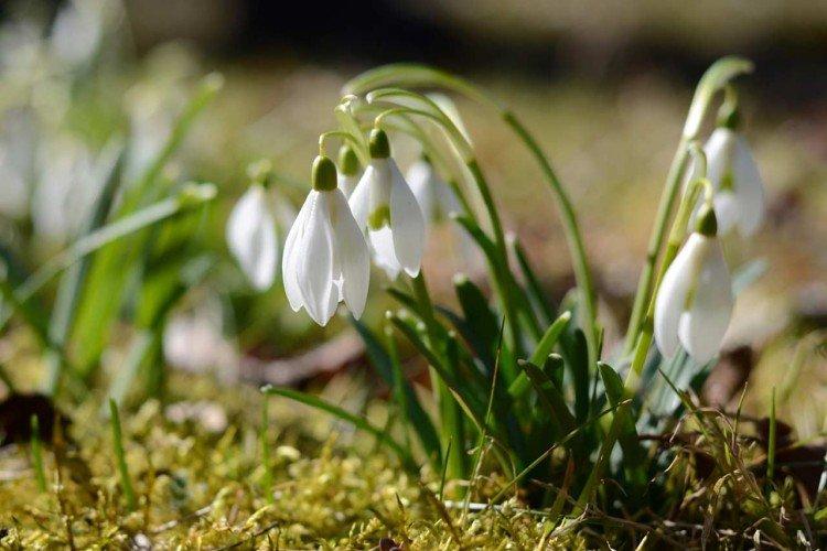 Galanthus - photo