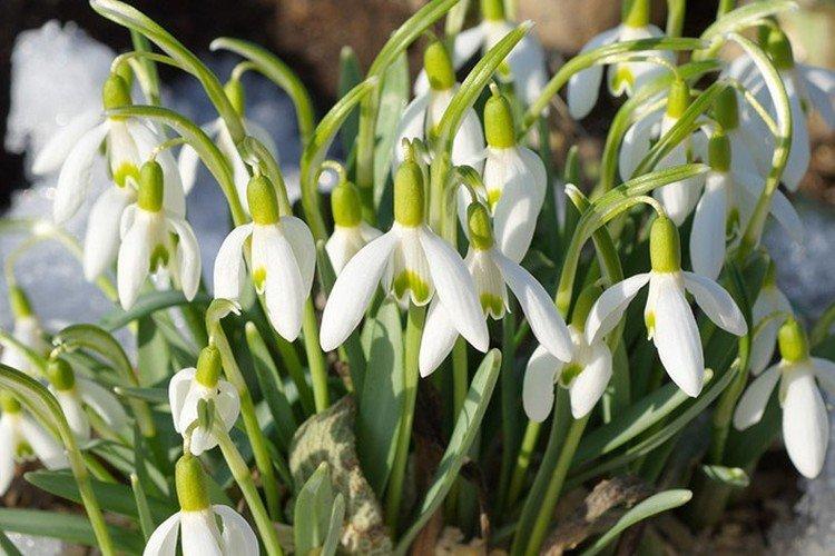Galanthus - photo
