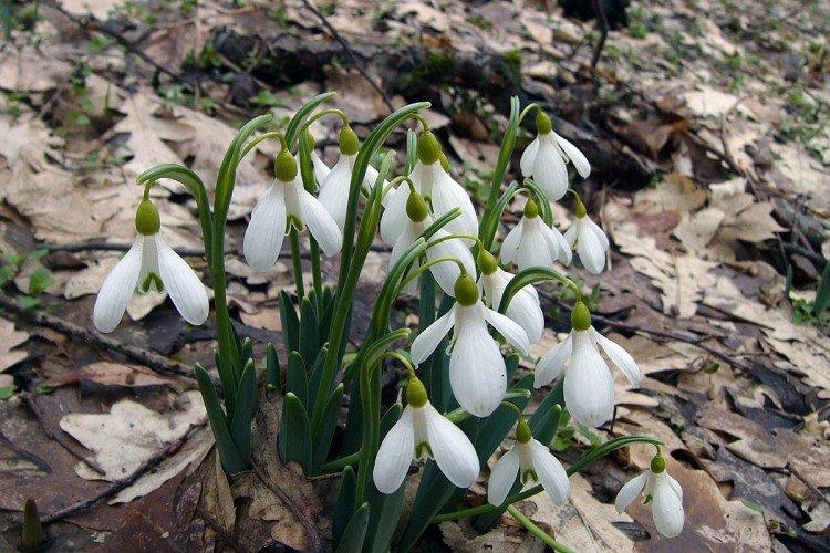 Galanthus du Caucase