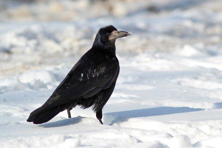 Tours - photo d'oiseau