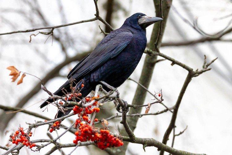 Tours - photo d'oiseau