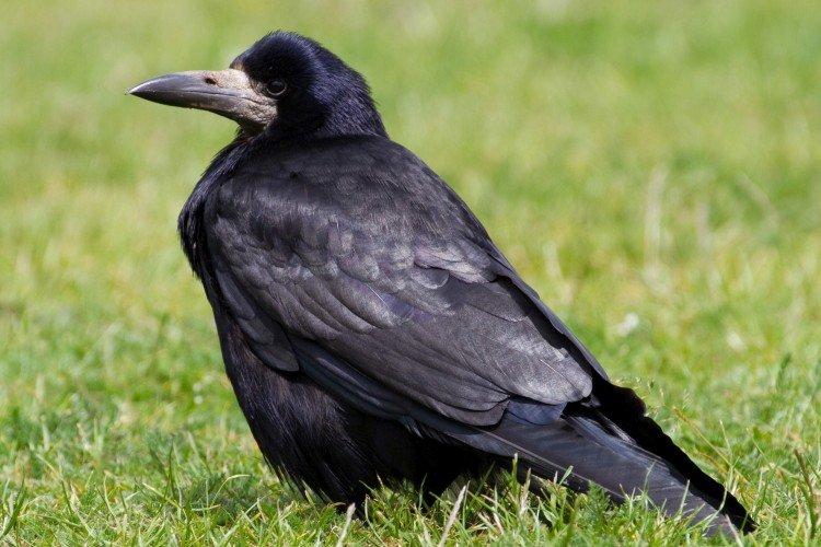 Tours - photo d'oiseau