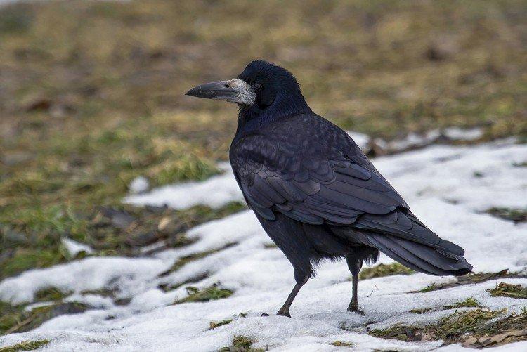 Tours - photo d'oiseau