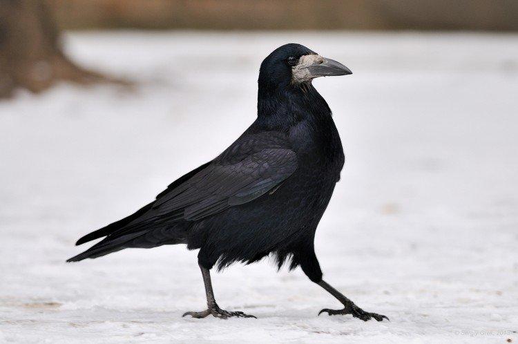 Combien de temps vivent les tours ?