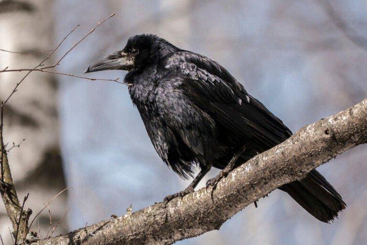 Tours - photo d'oiseau