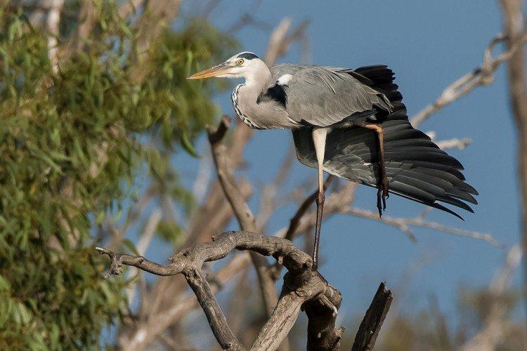 Héron - photo d'oiseau