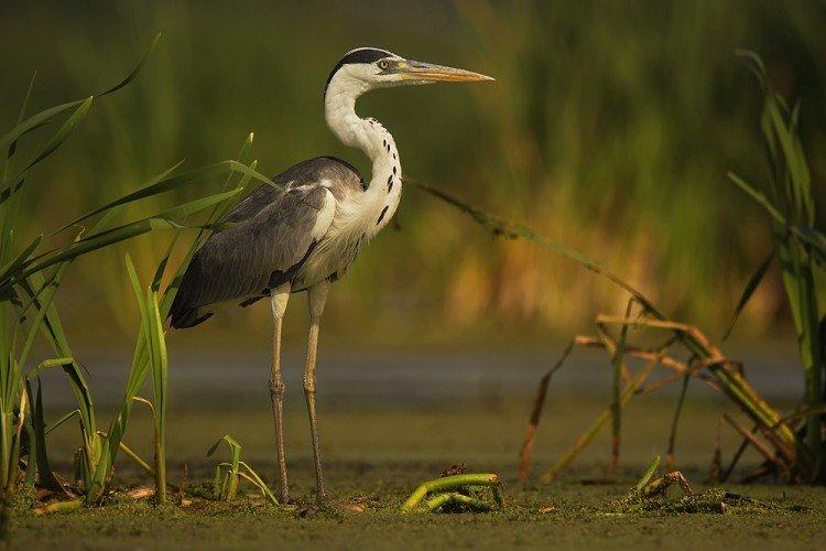 Héron - photo d'oiseau