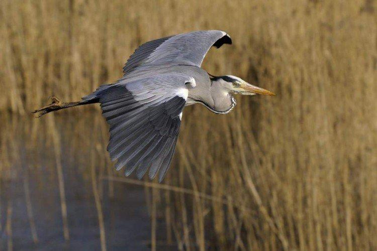 Héron - photo d'oiseau