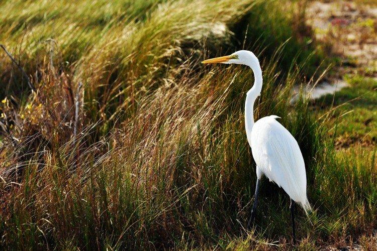Héron - photo d'oiseau