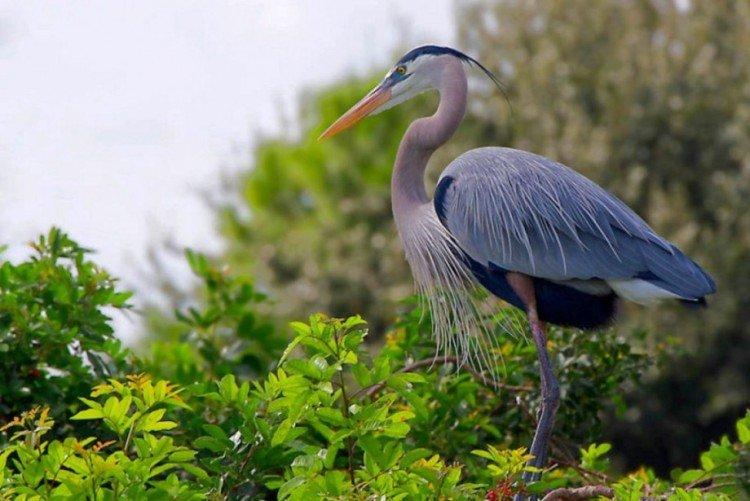 Héron - photo d'oiseau