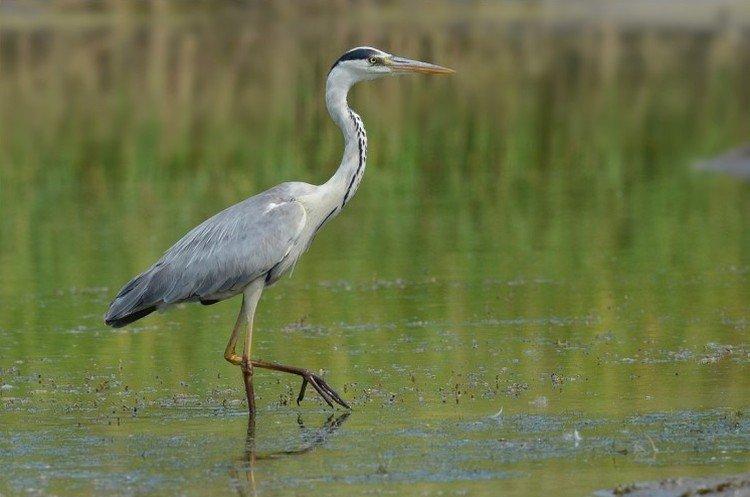 Combien de temps vivent les hérons ?