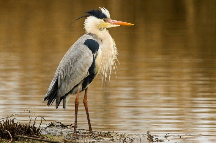 Héron - photo d'oiseau