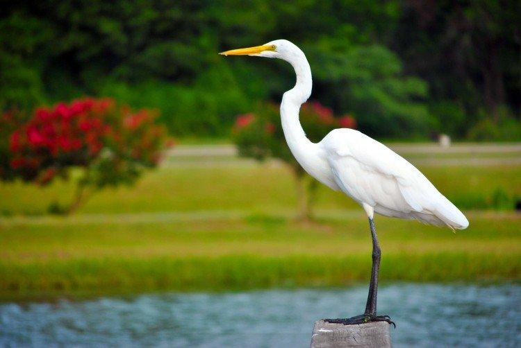 Héron - photo d'oiseau