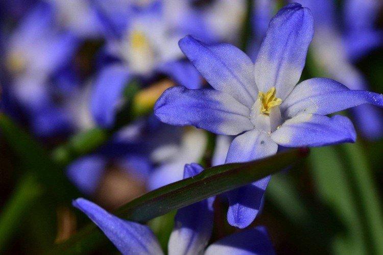 Chionodoxa - photo