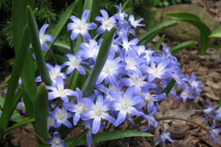 Chionodoxa - photo