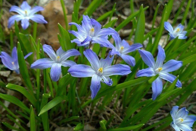 Chionodoxa - photo