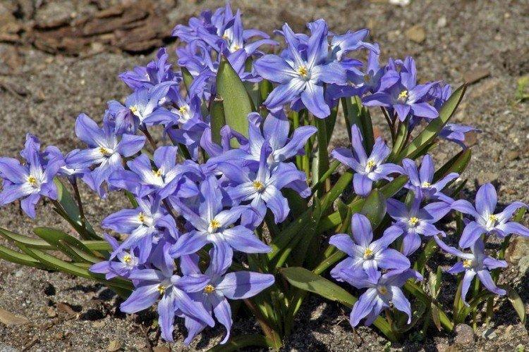 Chionodoxa - photo