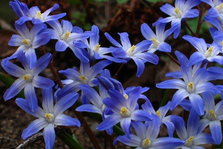 Chionodoxa - photo