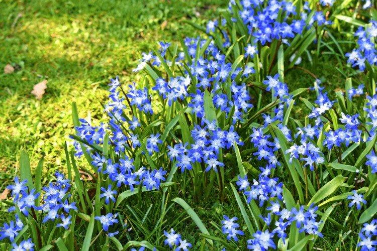 Chionodoxa - photo