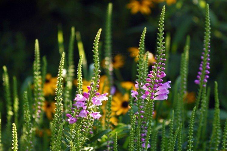 Physostégie - photo