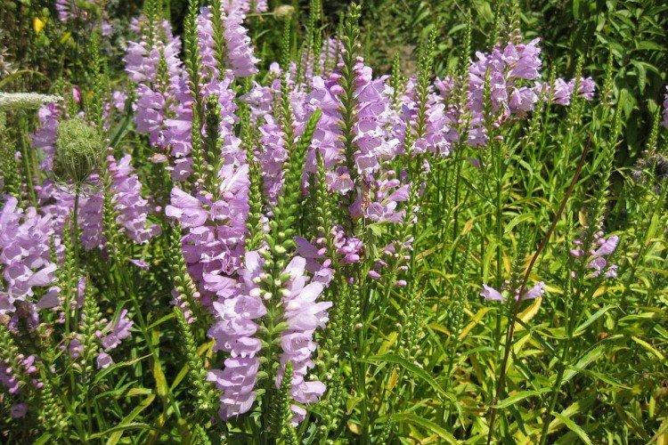 Physostégie - photo