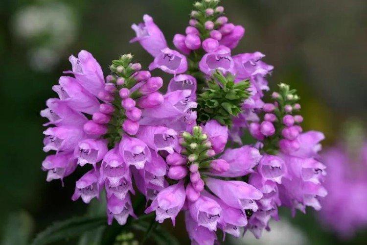 Physostégie - photo