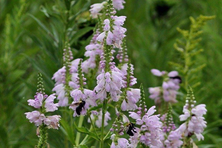 Physostégie - photo