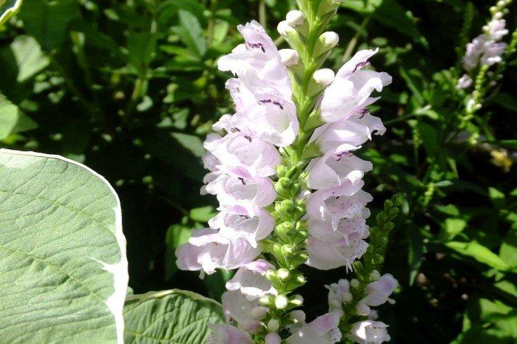 Physostégie - photo