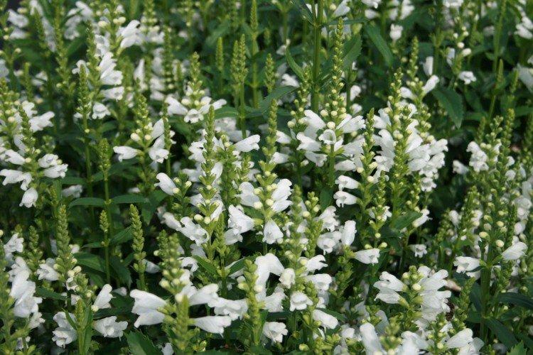 Physostégie - photo