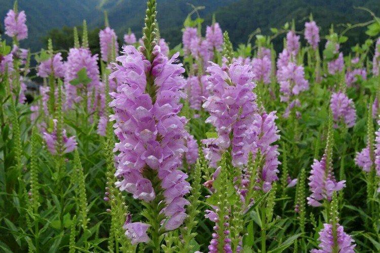 Physostégie - photo