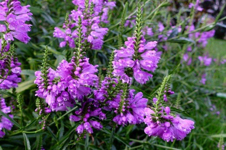 Physostégie - photo