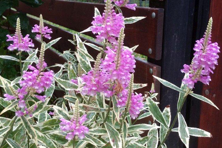 Physostegia Variegata