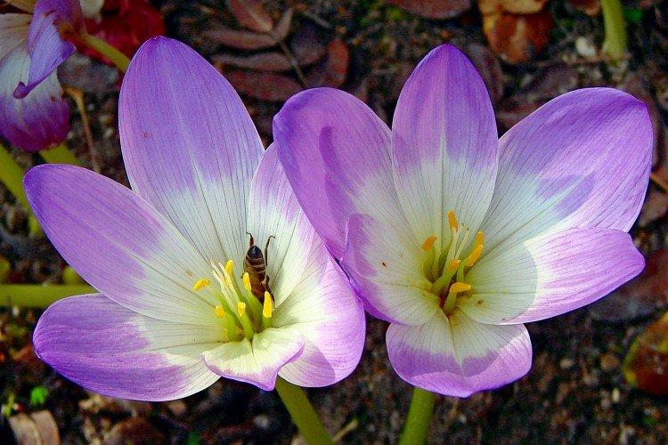 Engrais et alimentation