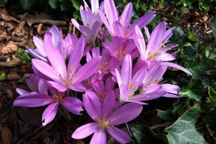 Lutte contre les parasites et les maladies