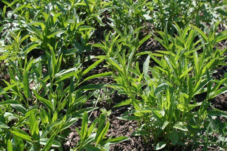 Plantation et élevage de véroniques