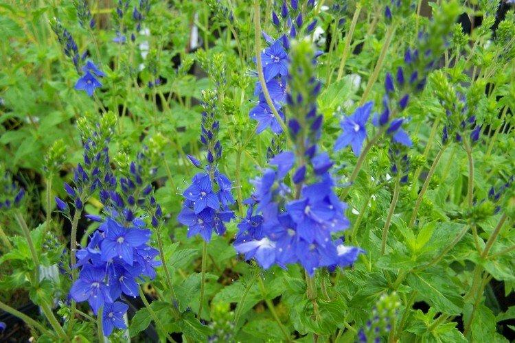 Fleur de Véronique - photo