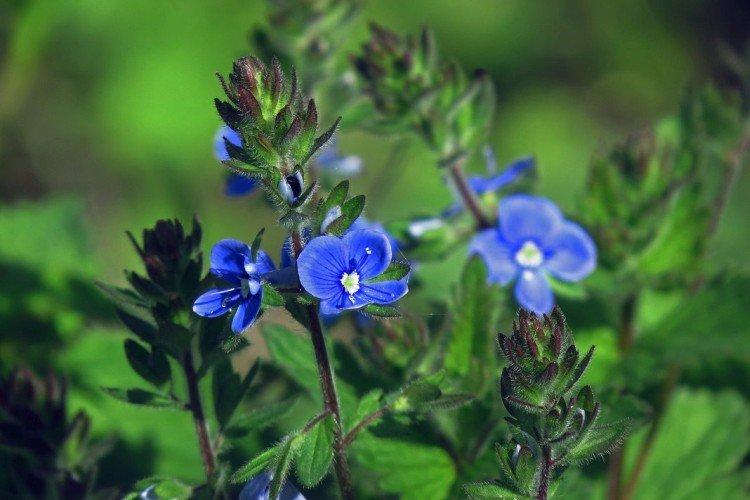Fleur de Véronique - photo