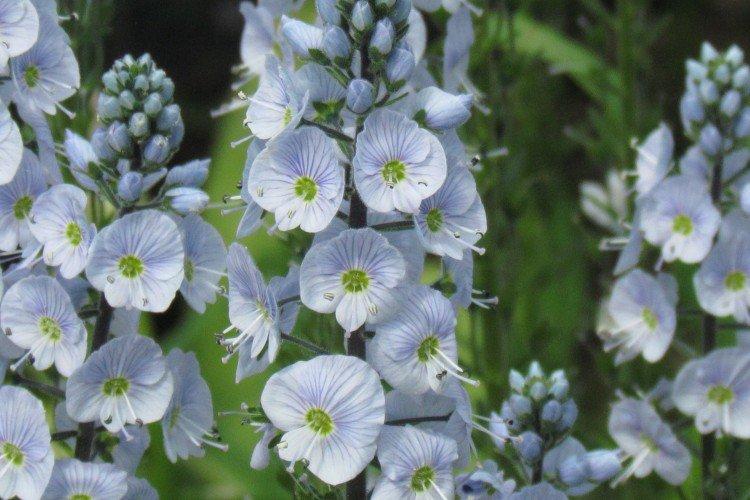 Fleur de Véronique - photo