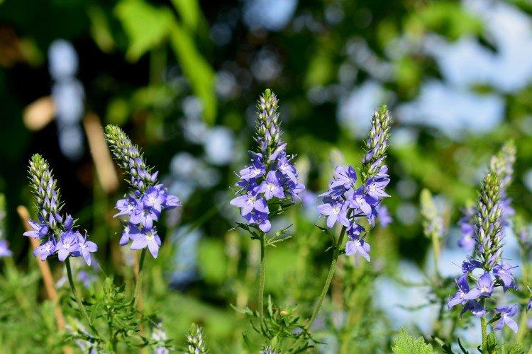 Fleur de Véronique - photo