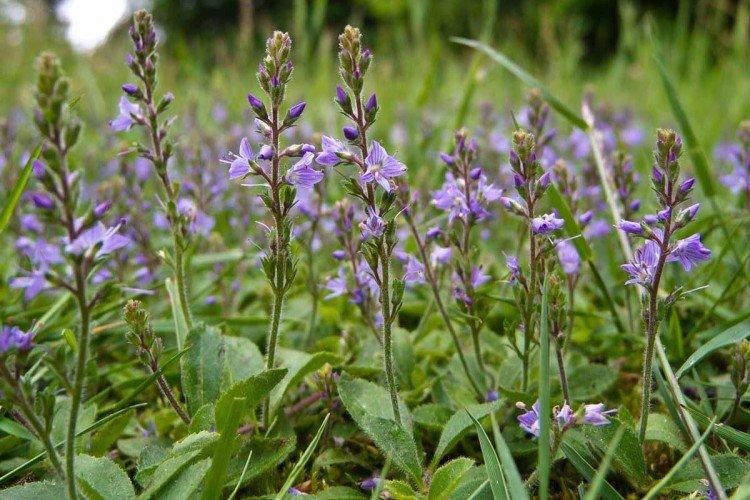 Véronique médicinale