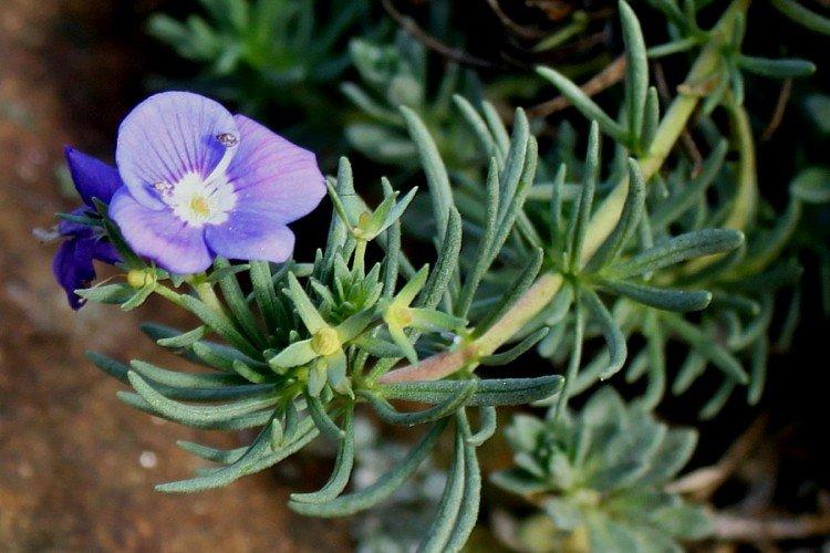 Fleur de Véronique - photo