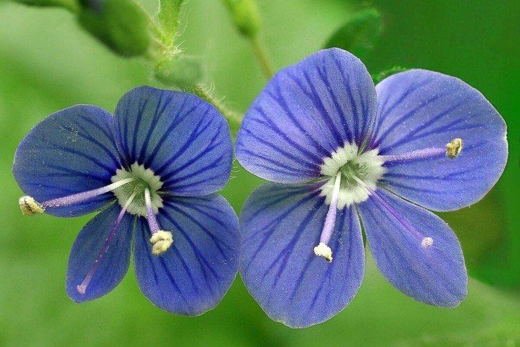 Fleur de Véronique - photo
